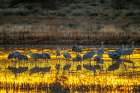 USA, New Mexico, Bosque Del Apache National Wildlife Refuge. Sandhill cranes in water at sunset. Art Print